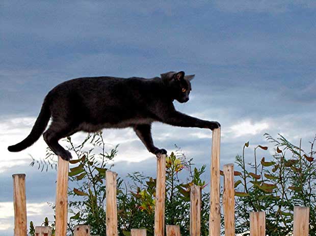 Chapter 1 
Balancing on a Fence